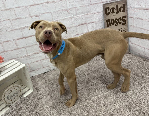 Peake, Pit Bull Terrier