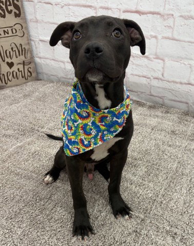 Kangri Karpo, American Staffordshire Terrier