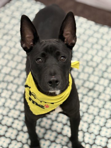 Hindu Raj, American Pit Bull Terrier