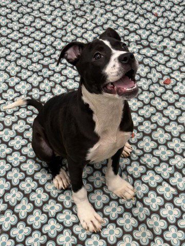 Emei, Pit Bull Terrier