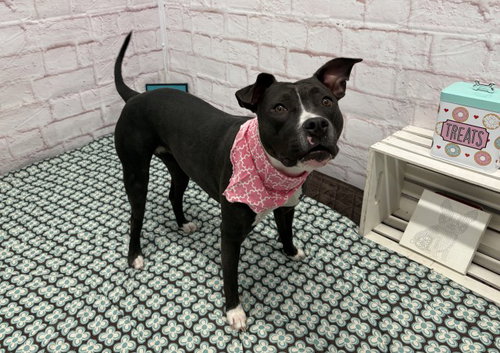 FROOT LOOPS, a dog for adoption from Detroit Animal Care and Control