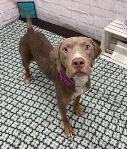 HAYSE, a dog for adoption from Detroit Animal Care and Control