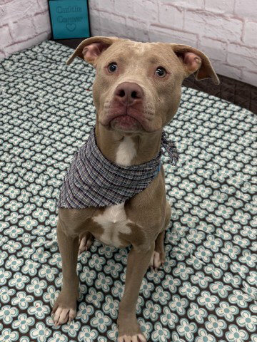 WAFFLE, a dog for adoption from Detroit Animal Care and Control