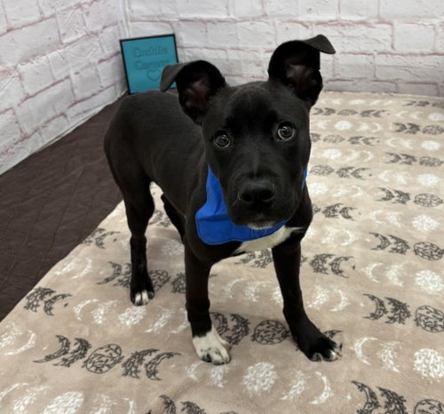 CHINGY, a dog for adoption from Detroit Animal Care and Control