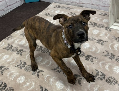 BADU, a dog for adoption from Detroit Animal Care and Control