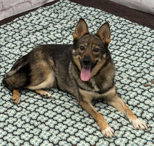 BERELLA, a dog for adoption from Detroit Animal Care and Control