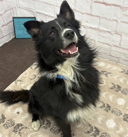 HAMBURGER HELPER, a dog for adoption from Detroit Animal Care and Control