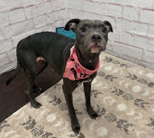 PANCAKE, a dog for adoption from Detroit Animal Care and Control