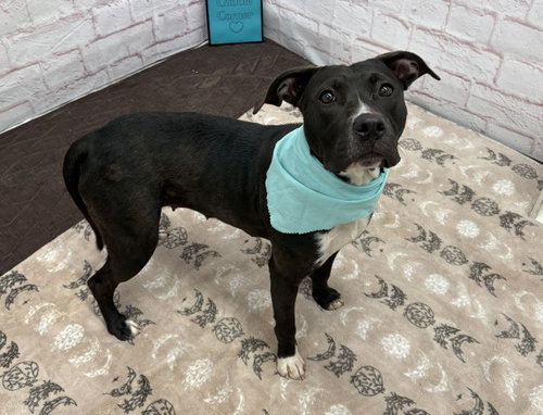 BELLA SULTON, an adoptable dog
