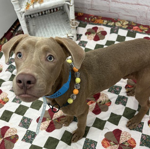 JIF, an adoptable dog