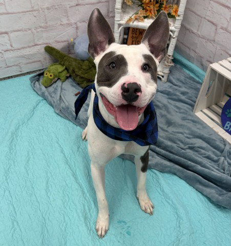 BABY, a dog for adoption from Detroit Animal Care and Control