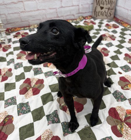 LADY, a dog for adoption from Detroit Animal Care and Control
