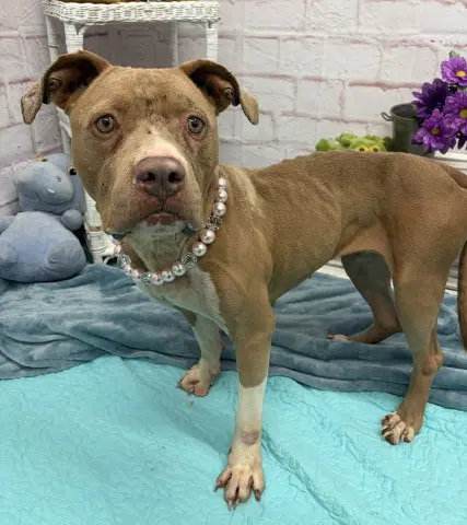 Danish - Pit Bull Terrier