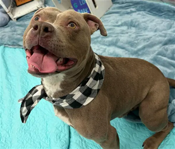 Timbit - Pit Bull Terrier