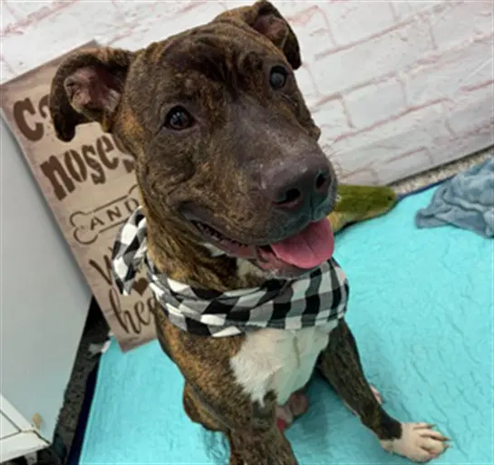 Muncy - Pit Bull Terrier