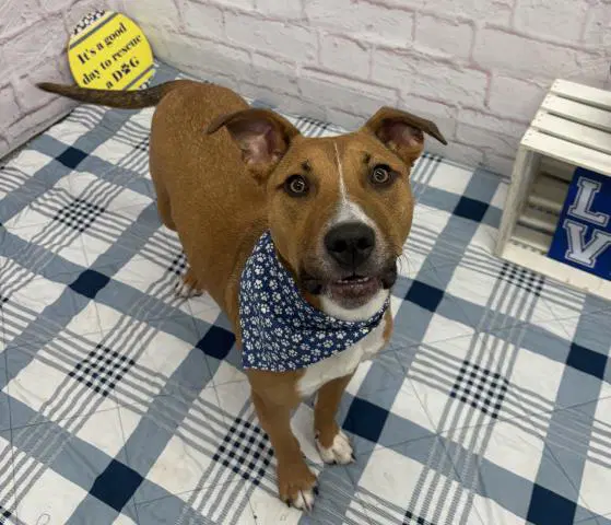 Norm Maclean - Pit Bull Terrier