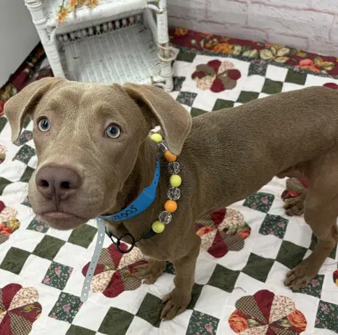 Jif - American Pit Bull Terrier