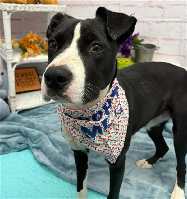 Aho - American Staffordshire Terrier