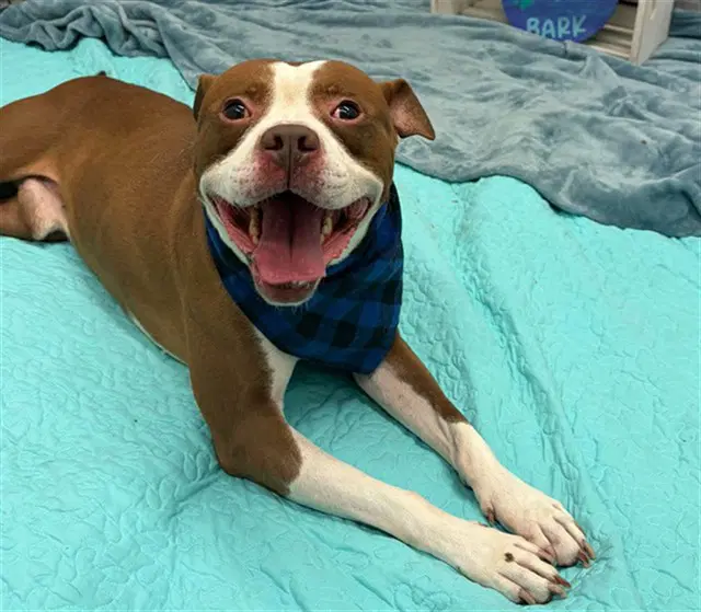 Flapjack - Pit Bull Terrier