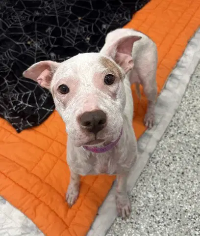 Chicken Butt - Pit Bull Terrier