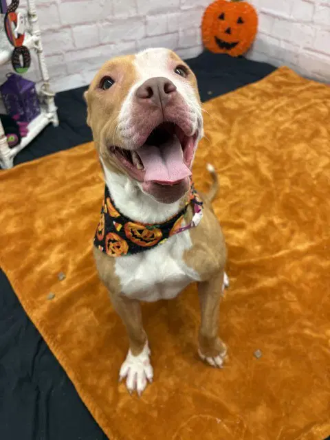 Oatmeal - Pit Bull Terrier