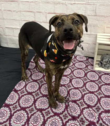Crepe - Pit Bull Terrier