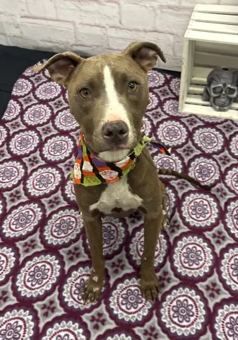 Bilka - Pit Bull Terrier