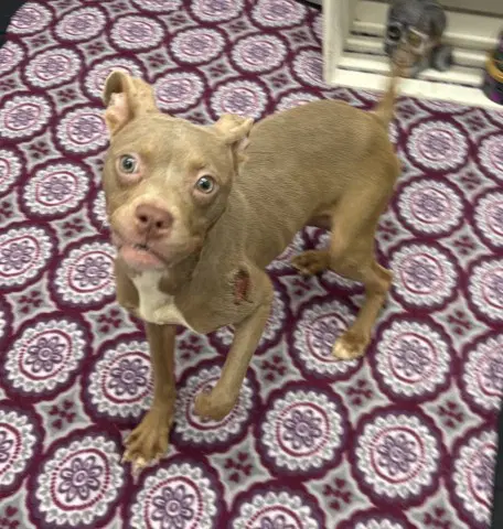 Aerin Frankel - Pit Bull Terrier