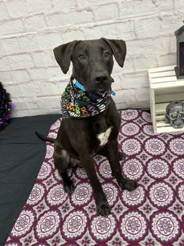 Darnell Nurse - Plott Hound