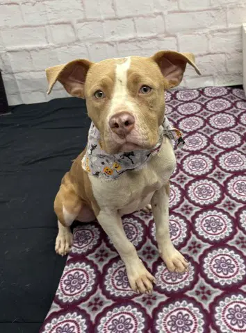 Barely - Pit Bull Terrier