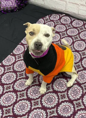 Anaheim Ducks - American Staffordshire Terrier