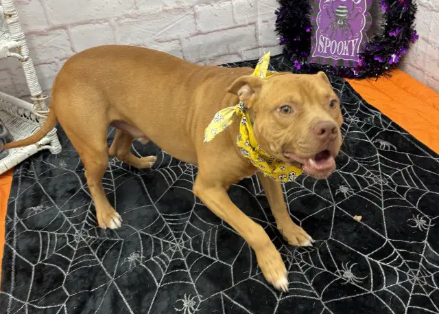 Hash Brown - Pit Bull Terrier