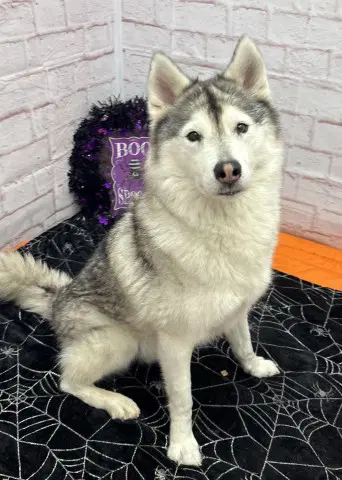 Gretzky - Siberian Husky