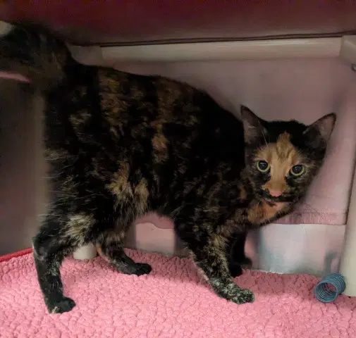 Pinata - Domestic Short Hair
