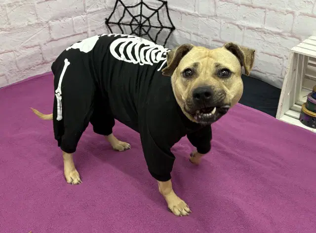 Toaster Strudel - Pit Bull Terrier