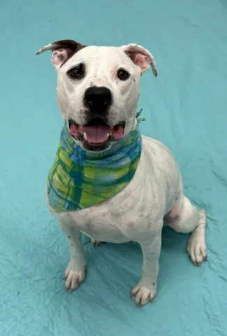Squid - Pit Bull Terrier