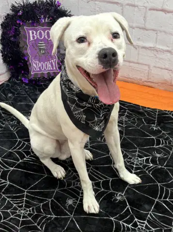 Jimmy Dean - Pit Bull Terrier