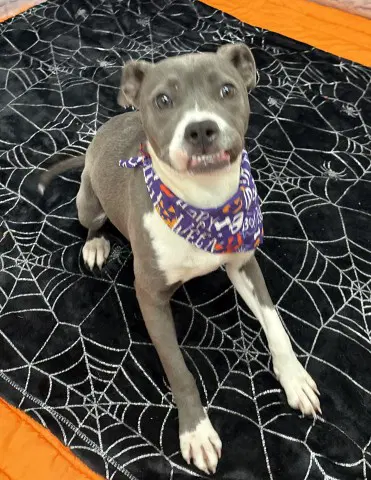 Scamurra - Pit Bull Terrier