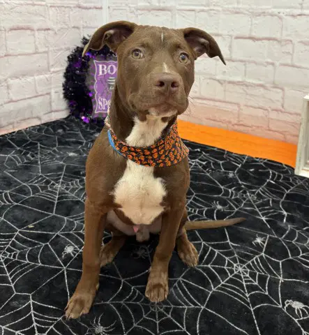 Red Wings - American Staffordshire Terrier