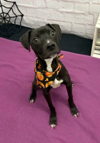 Kabocha - Pit Bull Terrier