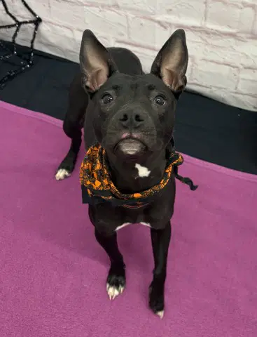 Carla - Pit Bull Terrier