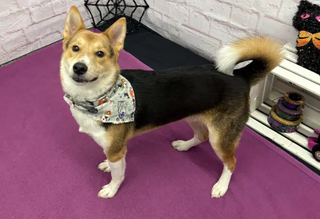 Rice Krispies - Shiba Inu