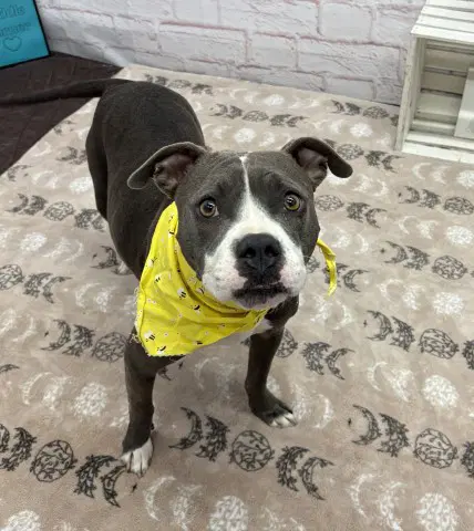 Morgan - American Pit Bull Terrier