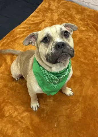 Bacon - American Bulldog