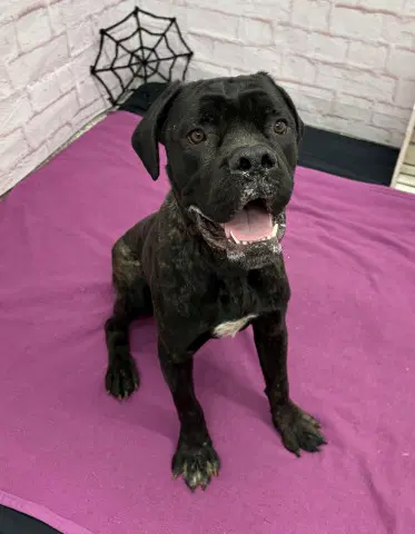 Bran Flakes - Cane Corso Mastiff