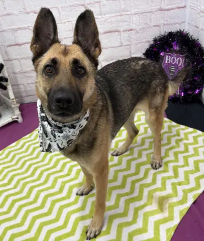 Kakai - German Shepherd Dog
