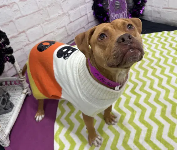 Cinderella - American Pit Bull Terrier