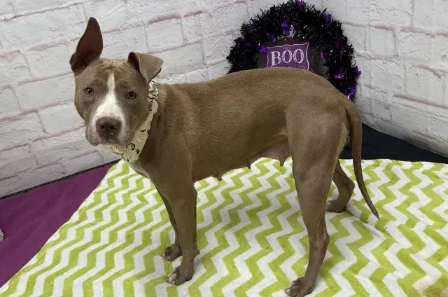 Mia Biotti - Pit Bull Terrier