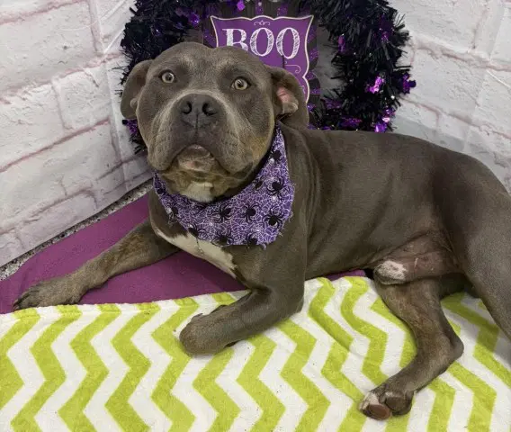 Delmonte - Pit Bull Terrier