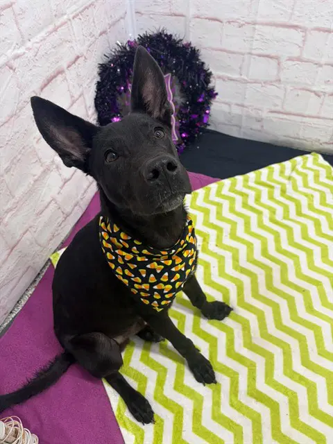 Keetley - German Shepherd Dog